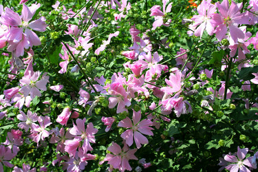 Similar image 117234