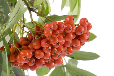 Similar image 117286