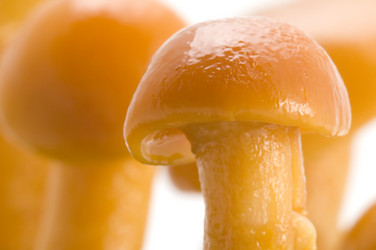 Similar image 117354