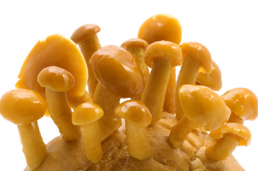 Similar image 117482