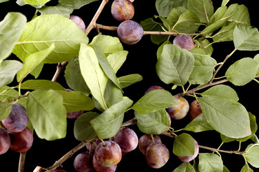 Similar image 117548