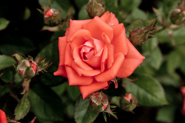 Similar image 117573