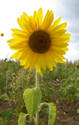 Similar image 117656