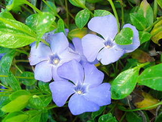 Similar image 117775