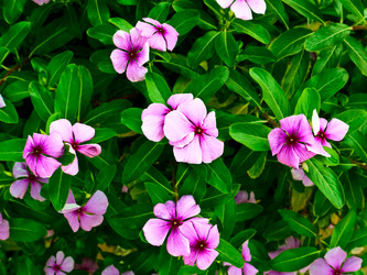 Similar image 117781