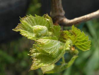 Similar image 117907