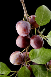 Similar image 118114