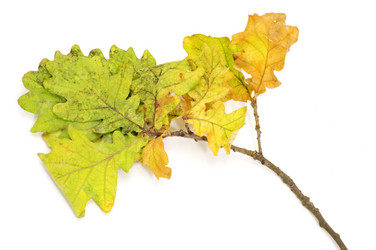 Similar image 118285