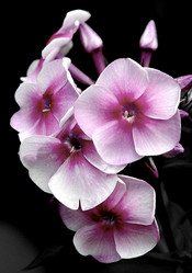 Similar image 118364