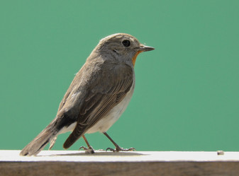 Similar image 118477