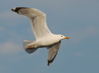 Similar image 118536