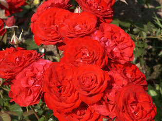 Similar image 118598