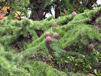 Similar image 118618