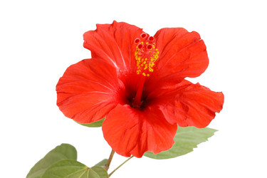 Similar image 118663