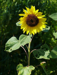 Similar image 118851