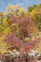 Similar image 119318