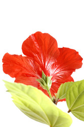 Similar image 119621