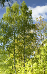 Similar image 119722