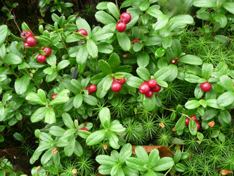 Similar image 119760