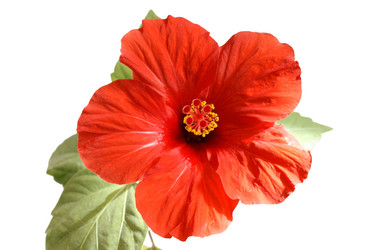 Similar image 120370