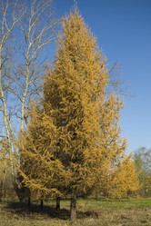 Similar image 120385