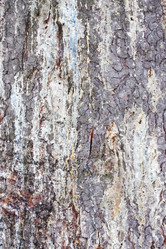 Similar image 120723