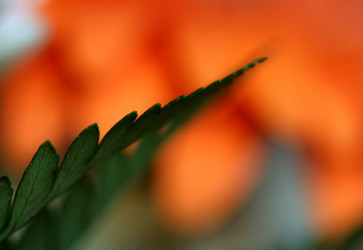 Similar image 120926