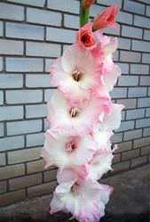 Similar image 121011