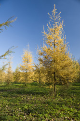 Similar image 121304