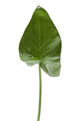 Similar image 121397