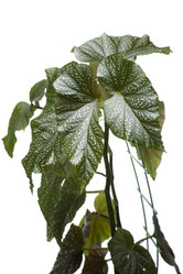 Similar image 121406