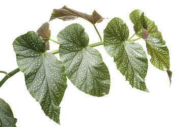 Similar image 121875