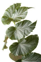 Similar image 121909