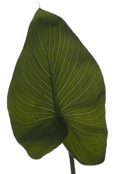 Similar image 121915