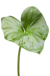 Similar image 121929