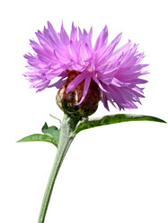 Similar image 122063