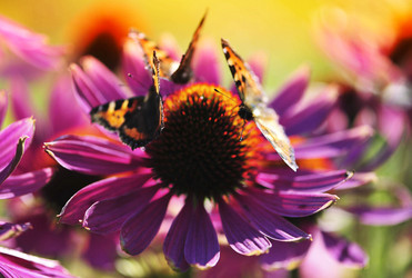 Similar image 122250