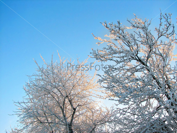 Ветки в инее и снегу. | Саратов онлайн | ВКонтакте