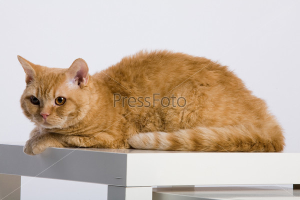 Фотография на тему Взрослая рыжая кошка | PressFoto