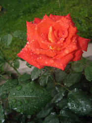 Similar image 123129