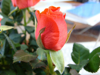 Similar image 124153