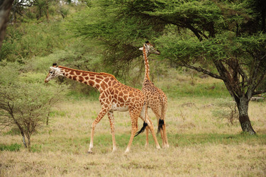 Similar image 124321