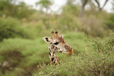 Similar image 124322