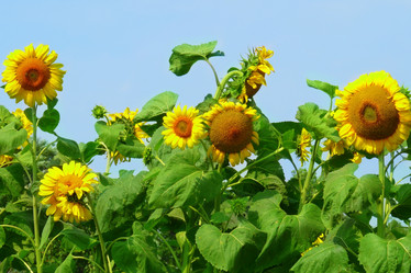 Similar image 124370