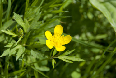 Similar image 124497