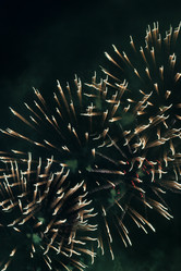 Similar image 124505