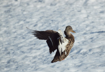 Similar image 124705