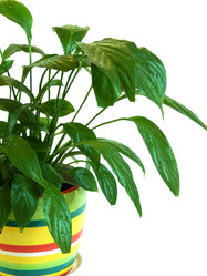 Similar image 125308