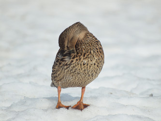 Similar image 125314