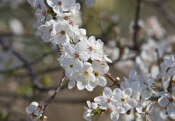 Similar image 125592